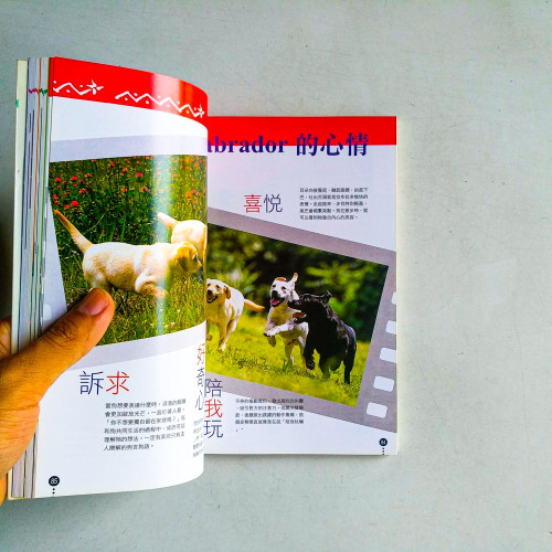拉布拉多獵犬教養小百科 拉布拉多獵犬教養小百科