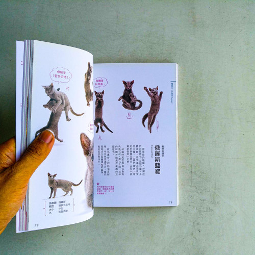 好想養隻貓:可愛療癒系萌貓小圖鑑 好想養隻貓:可愛療癒系萌貓小圖鑑