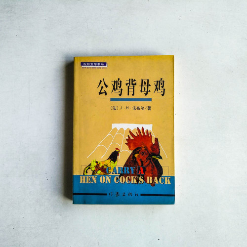 公雞背母雞