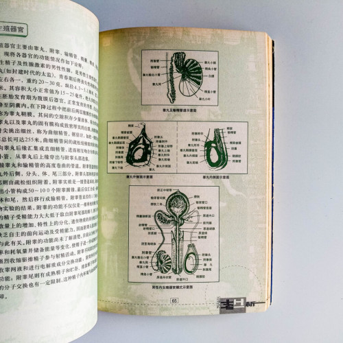 性的解析 性的解析