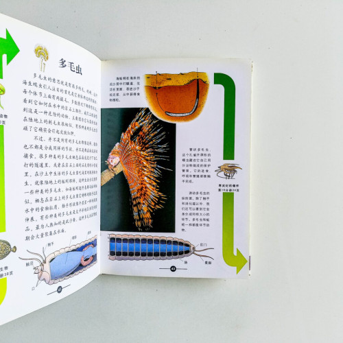 親親朋友:無脊椎動物 親親朋友:無脊椎動物