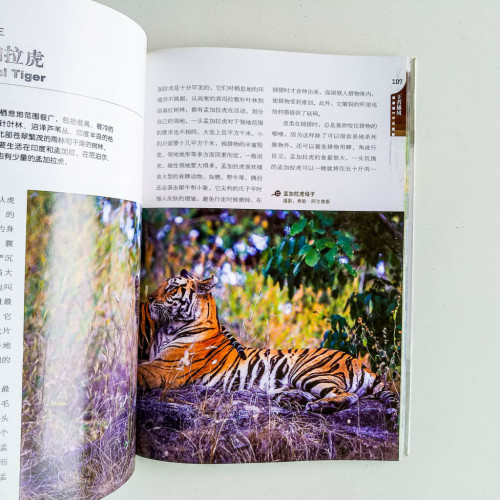 動物兇猛 動物兇猛