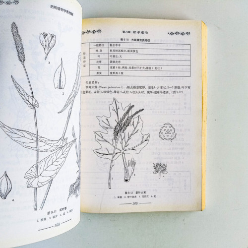 藥用植物學圖表解 藥用植物學圖表解