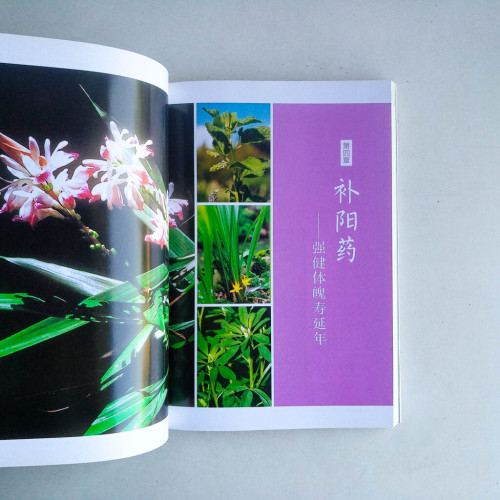 養生中草藥速查圖典:滋補強身 養生中草藥速查圖典:滋補強身