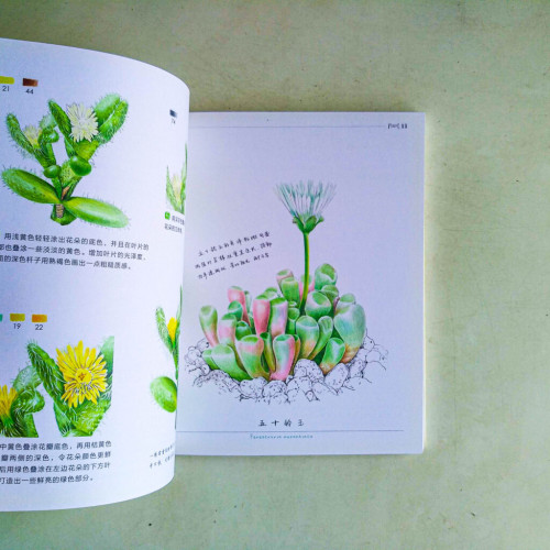 多肉繪:38種多肉植物的色鉛筆圖繪 多肉繪:38種多肉植物的色鉛筆圖繪